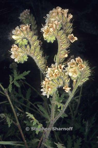 phacelia cicutaria 2 graphic